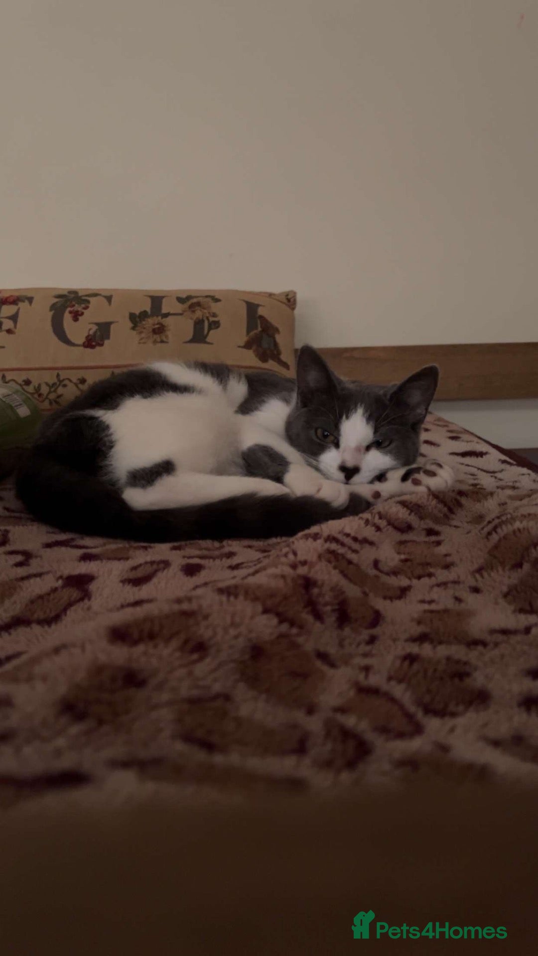 Domestic Shorthair cats Miss Fatima - Advert 1