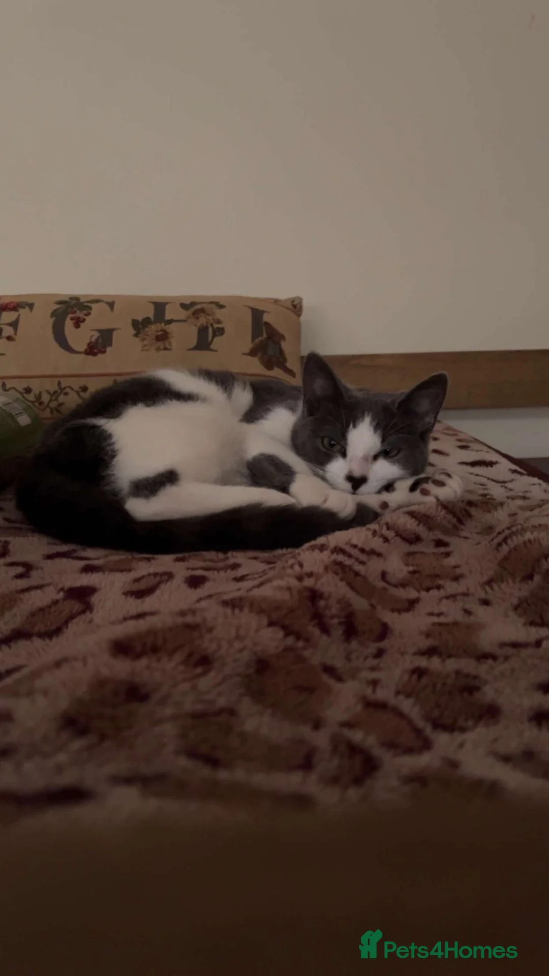 Domestic Shorthair cats for sale: Miss Fatima - Advert 1