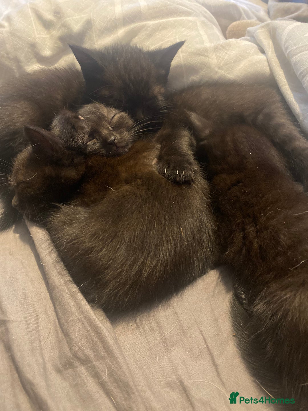 Mixed Breed cats for sale: Black kittens  - Advert 2