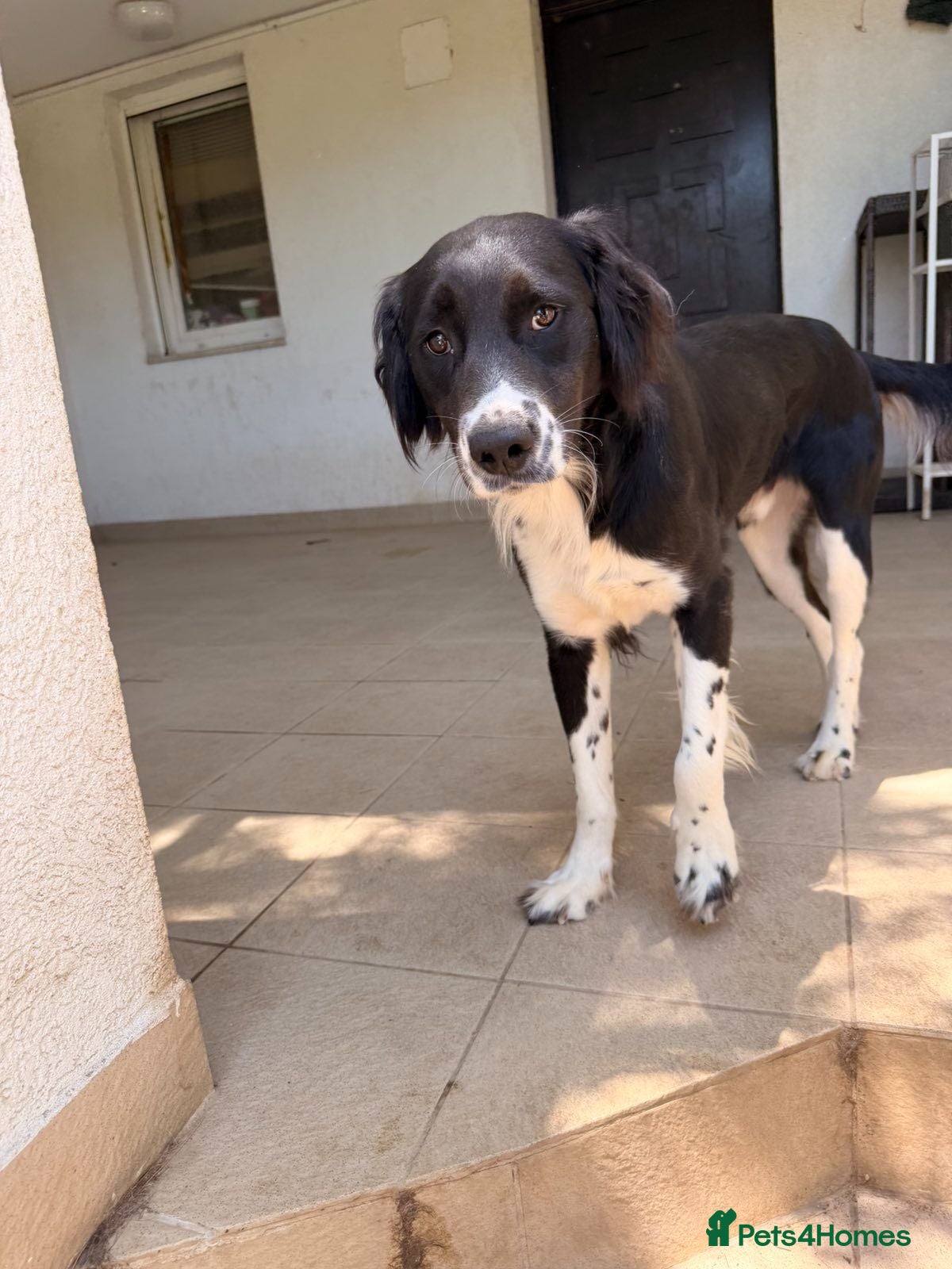 Mixed Breed dogs 🐾Sweet Noddy is looking for a home 🐾 - Advert 12