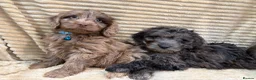 Cockapoo dogs for sale: Beautiful Cockapoo Puppies  - Advert 6