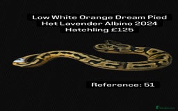 Python Snake reptiles for sale: Various Emoji Pied Ball Pythons Royal Snake  - Image 17
