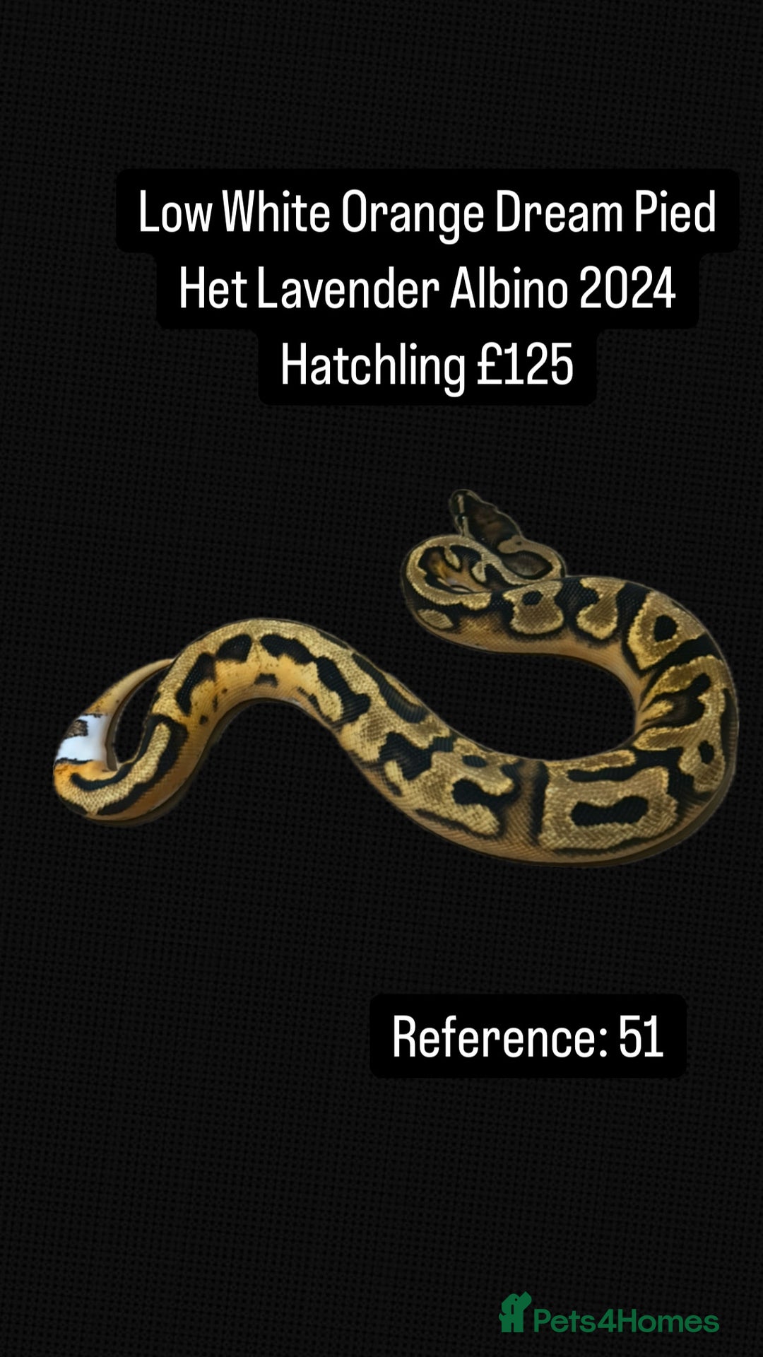 Python Snake reptiles for sale: Various Emoji Pied Ball Pythons Royal Snake  - Image 17