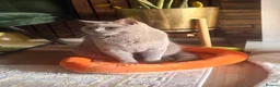 British Shorthair cats for sale: Teddy - British Shorthair Neutered Male-NO Offers - Advert 9