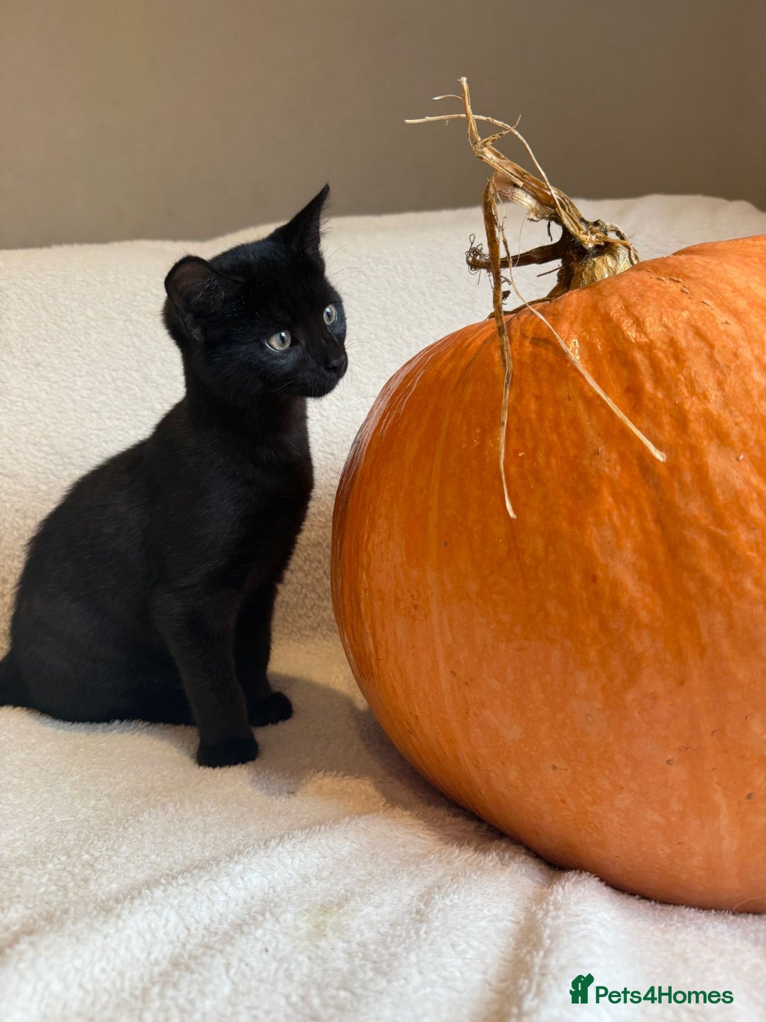 Mixed Breed cats for sale: Siberian x British Shorthair Kittens 💞 - Image 20