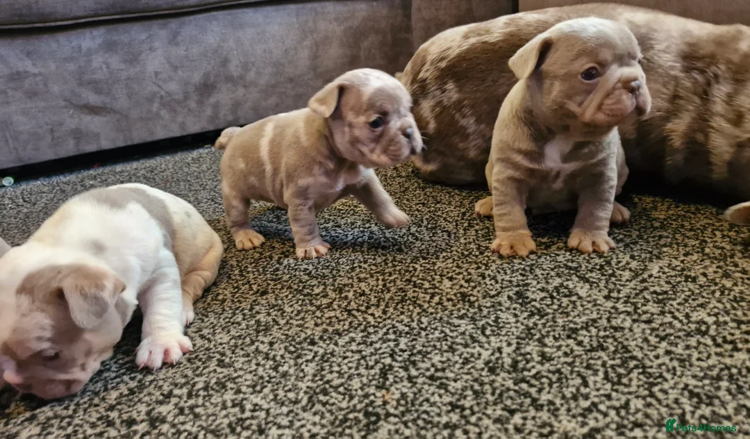 French Bulldog dogs for sale: Stunning dwkc merle french bulldogs  - Advert 26
