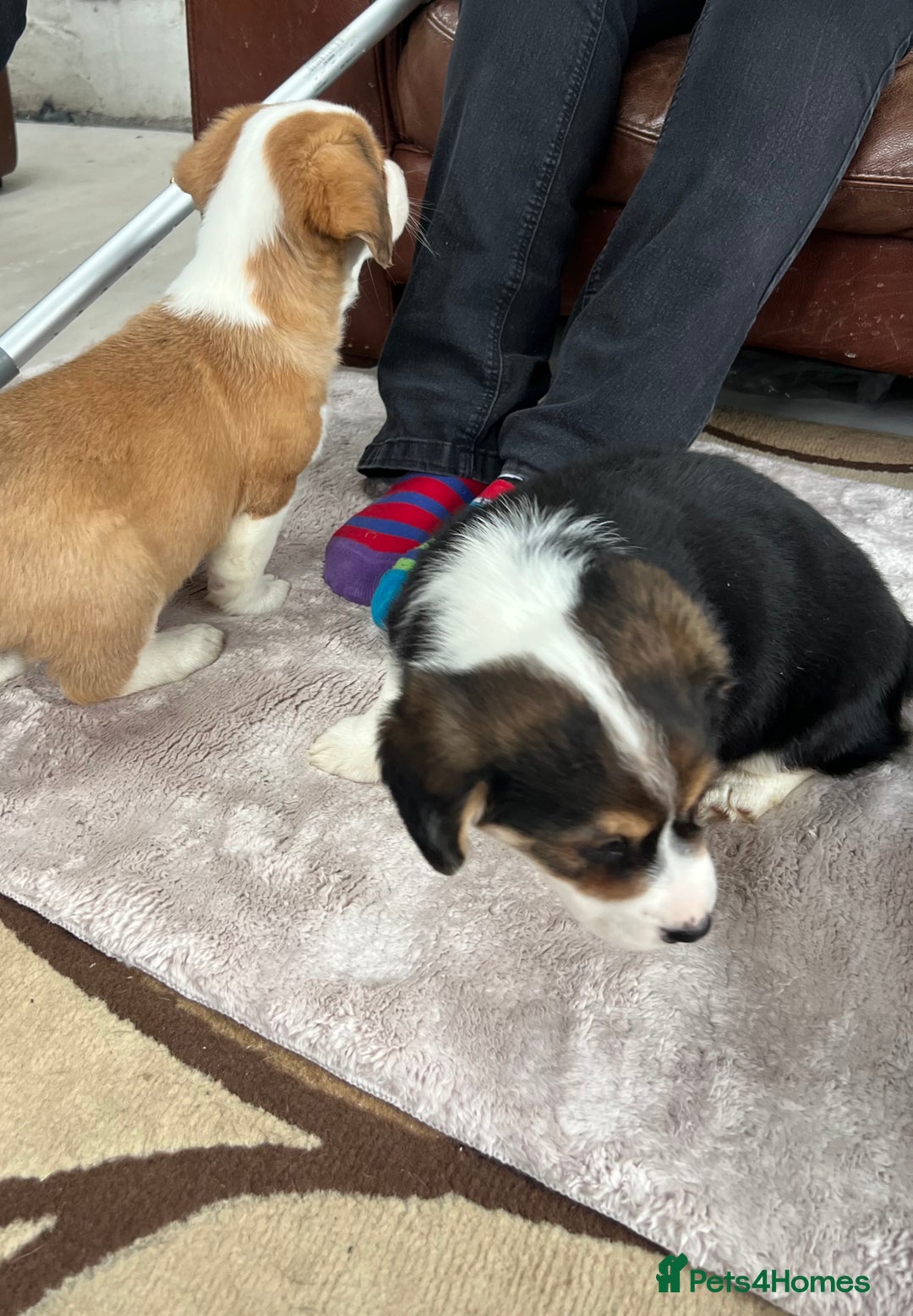 Welsh Corgi Pembroke dogs for sale: Corgi puppies, 2 brothers.  - Advert 7