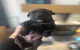 Mixed Breed dogs for sale: Plummer x Lakeland puppies  - Image 5