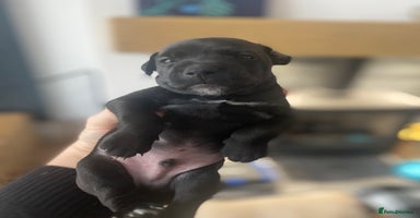 Mixed Breed dogs - Advert 4