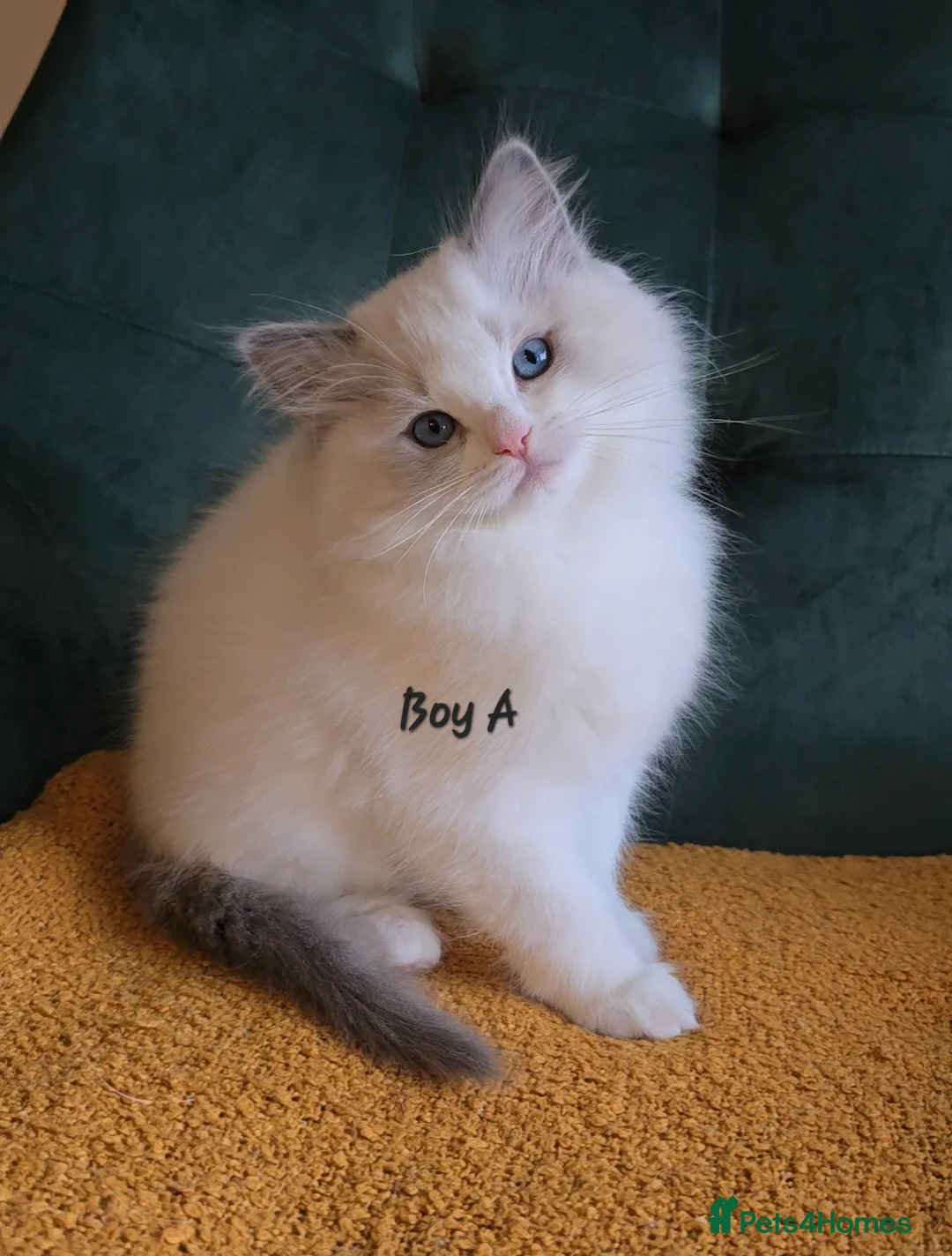 Ragdoll cats for sale: Show quality kittens ready 22nd - Advert 2