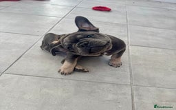 French Bulldog dogs for sale: NOW REDUCED, final 2 KC reg frenchies in Sheffield - Image 8