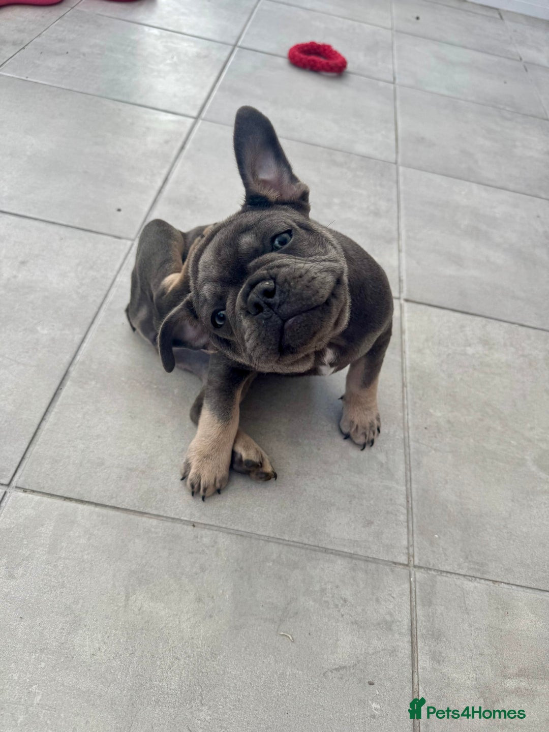 French Bulldog dogs for sale: NOW REDUCED, final 2 KC reg frenchies in Sheffield - Image 8