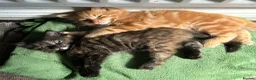 Mixed Breed cats for sale: 2 adorable kittens for sale - Advert 2
