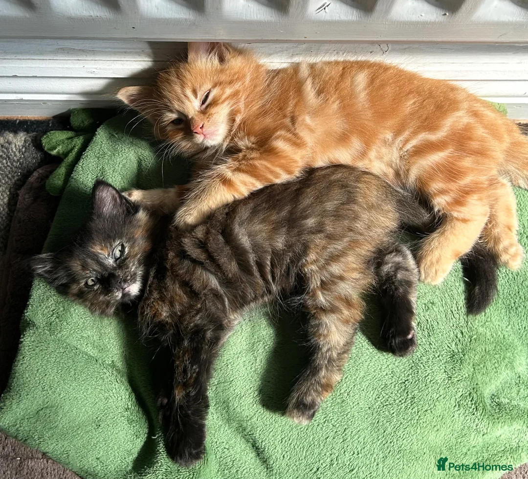 Mixed Breed cats for sale: 2 adorable kittens for sale - Advert 2