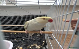 Budgerigars birds for sale: Pair of Beautiful Mutated Indian Ringnecks!! - Image 1