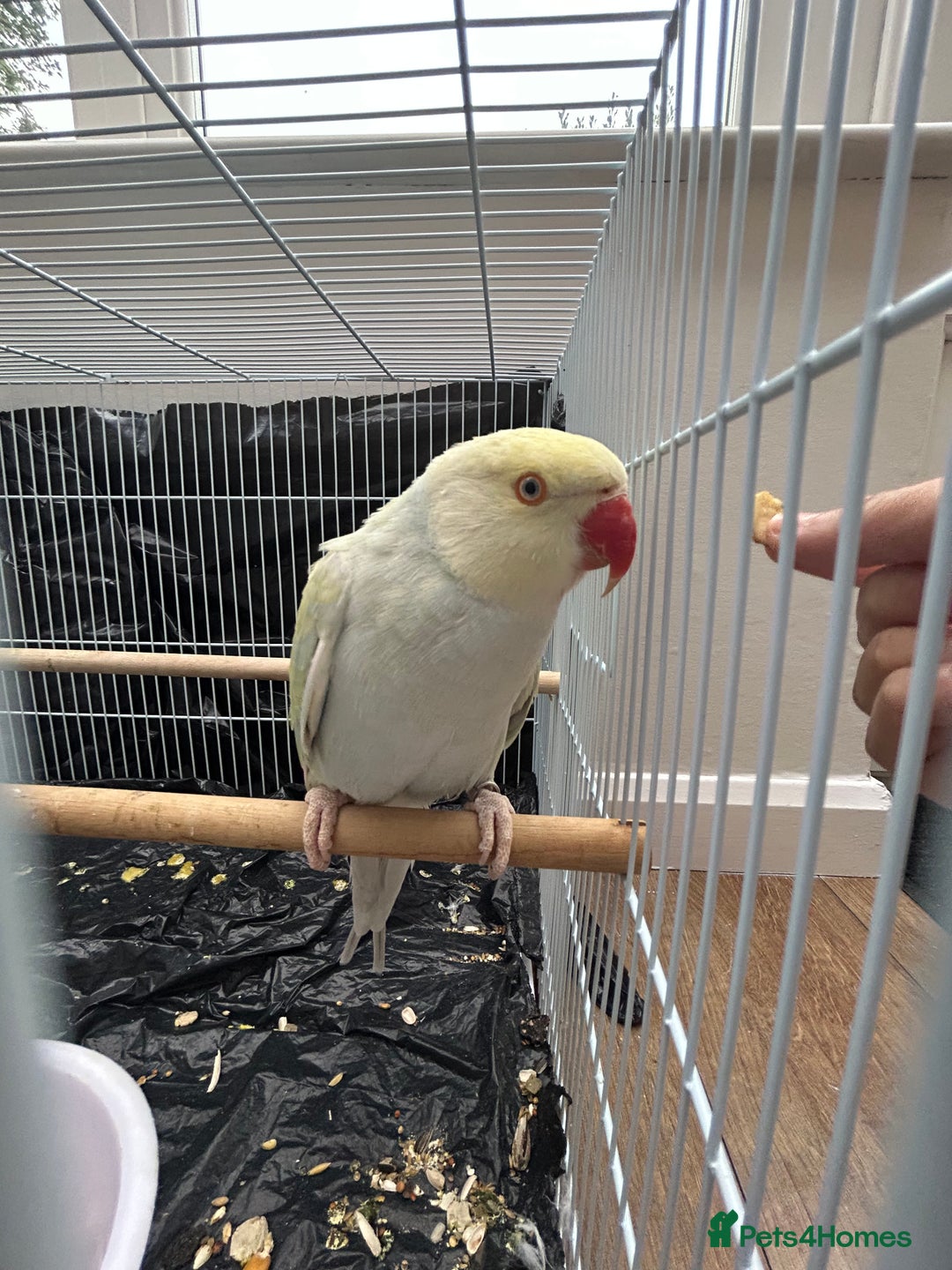 Budgerigars birds for sale: Pair of Beautiful Mutated Indian Ringnecks!! - Image 1
