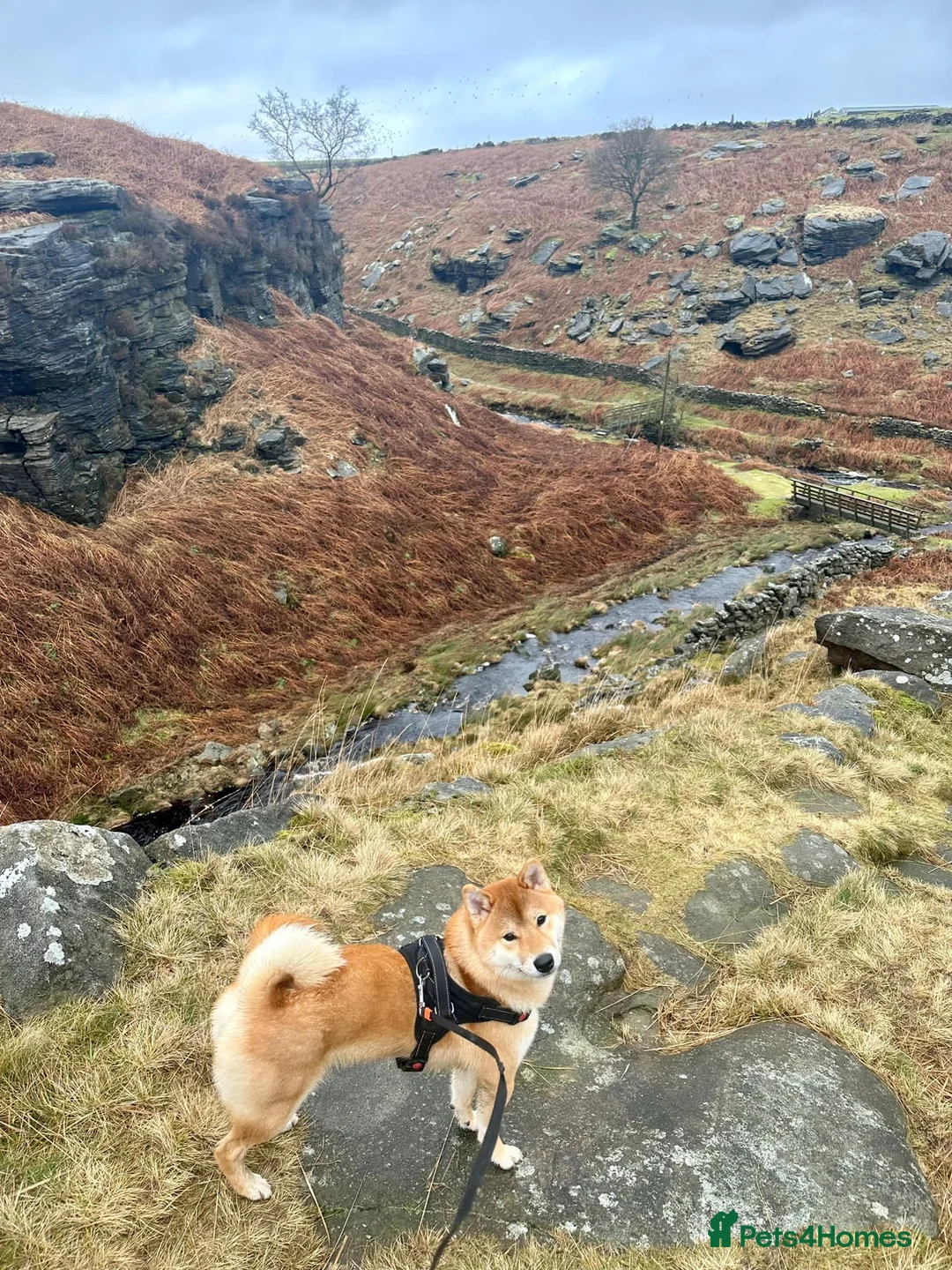 Japanese Shiba Inu dogs for stud: Multiple Proven Shiba Inu Champion Stud 24 month in Leeds - Advert 6
