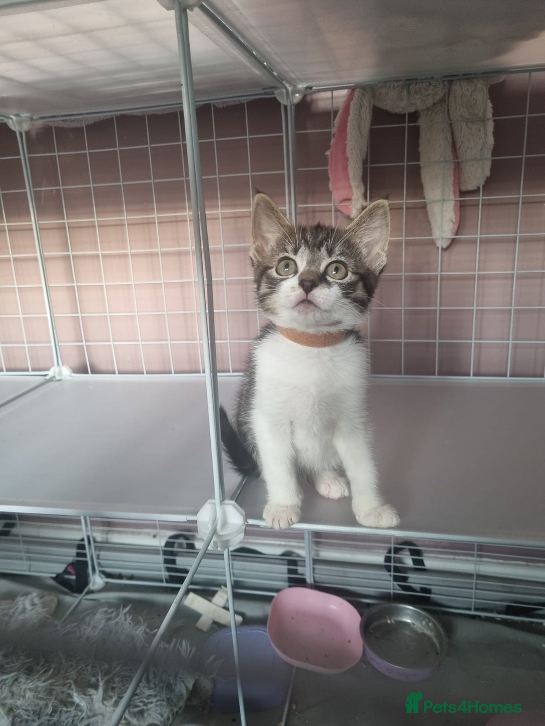 Mixed Breed cats for sale: 3 male grey and black tabbies  - Image 6