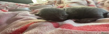 Mixed Breed Kitten 2