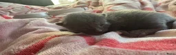 Mixed Breed cats for sale: 3 beautiful kittens  in Stevenston - Advert 3