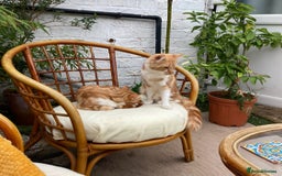 British Shorthair cats for sale: Pair of beautiful ginger tom cats - Image 8