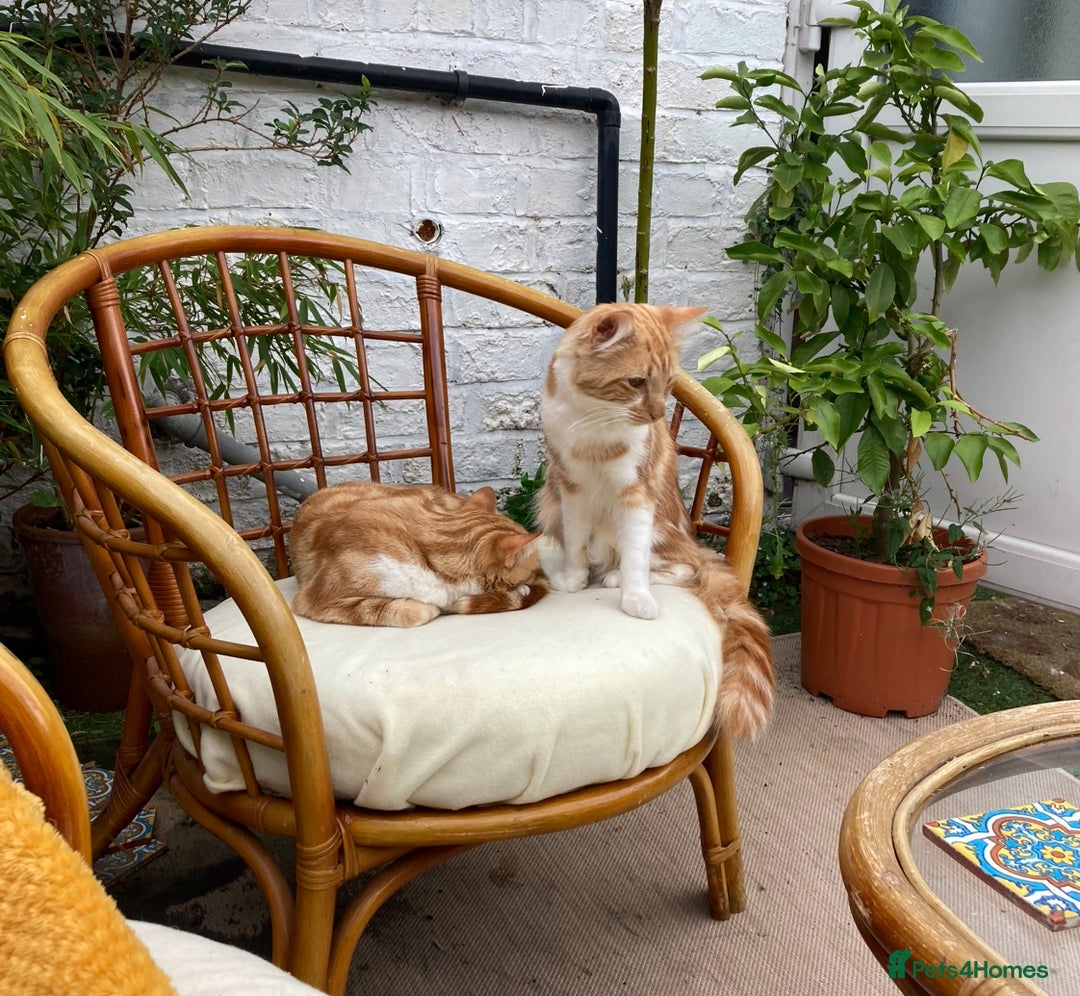 British Shorthair cats for sale: Pair of beautiful ginger tom cats - Image 8