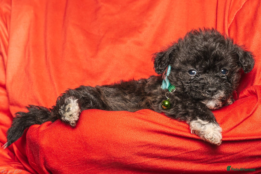 Bichon Frise dogs for sale: 5 Bichon Frisè x Maltese puppies for sale  - Advert 6