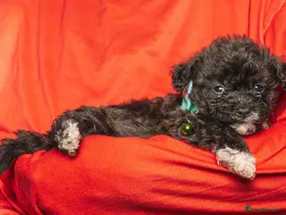 Bichon Frise dogs Bichon Frisè x Maltese puppies for sale - Advert 4