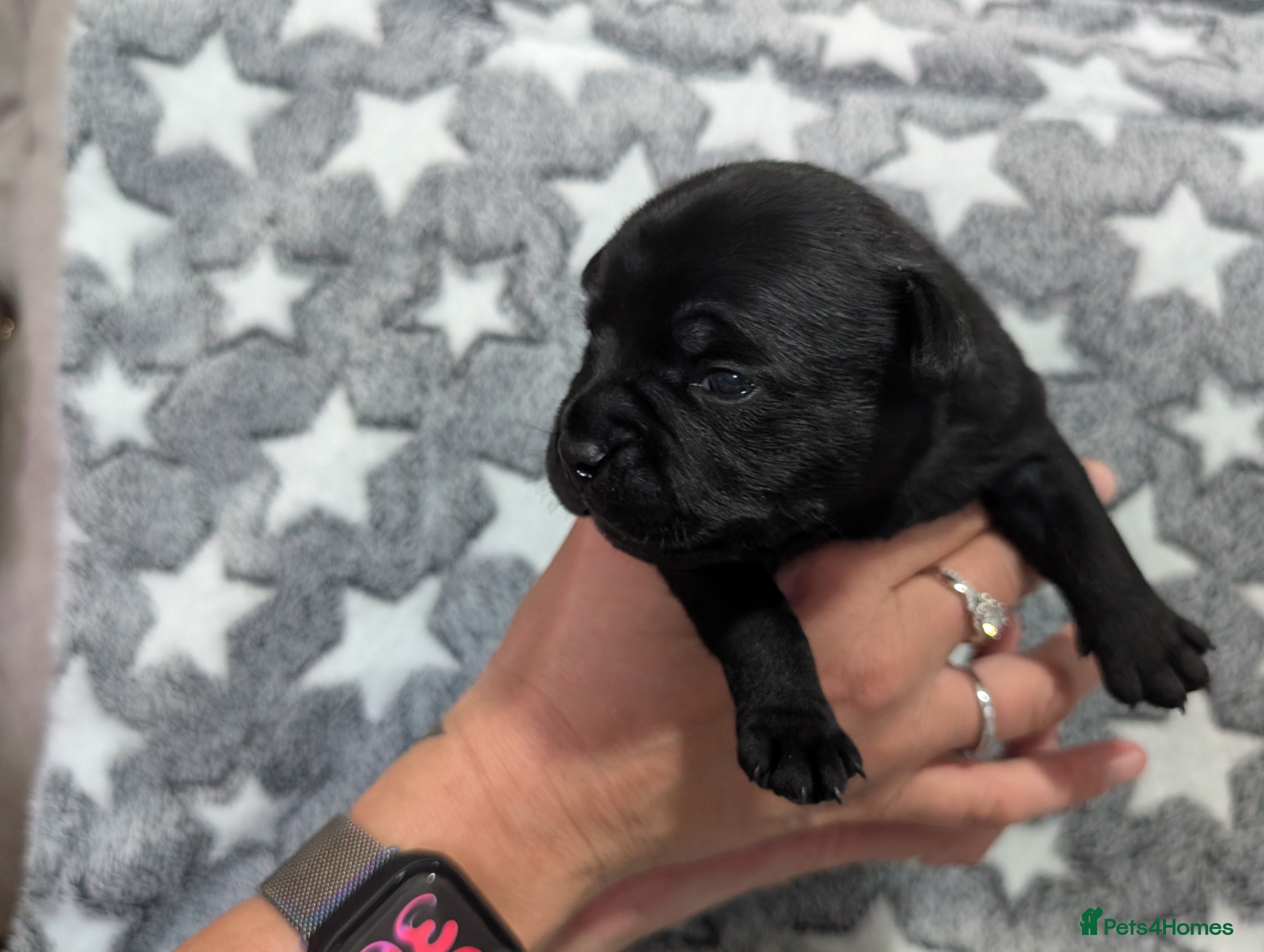 Staffordshire Bull Terrier dogs KC REGISTERED Staffordshire Bull Terrier - Advert 2