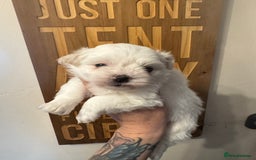 Maltipoo dogs for sale: Fully dna tested Maltipoos  - Image 10