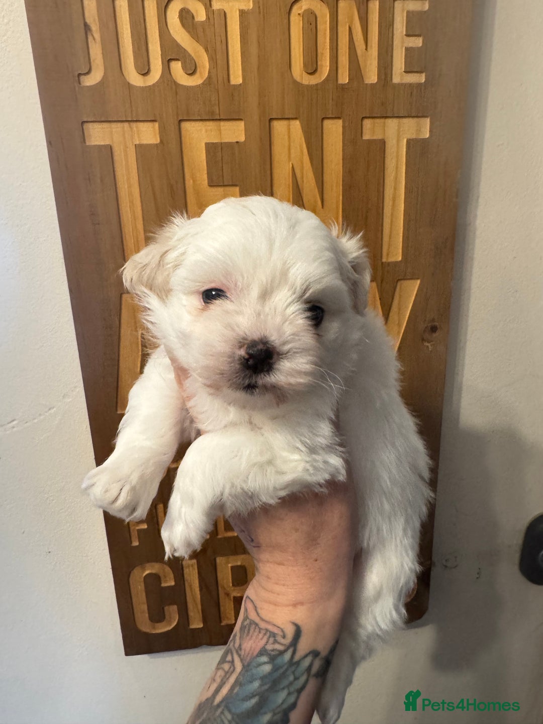 Maltipoo dogs for sale: Fully dna tested Maltipoos  - Image 10
