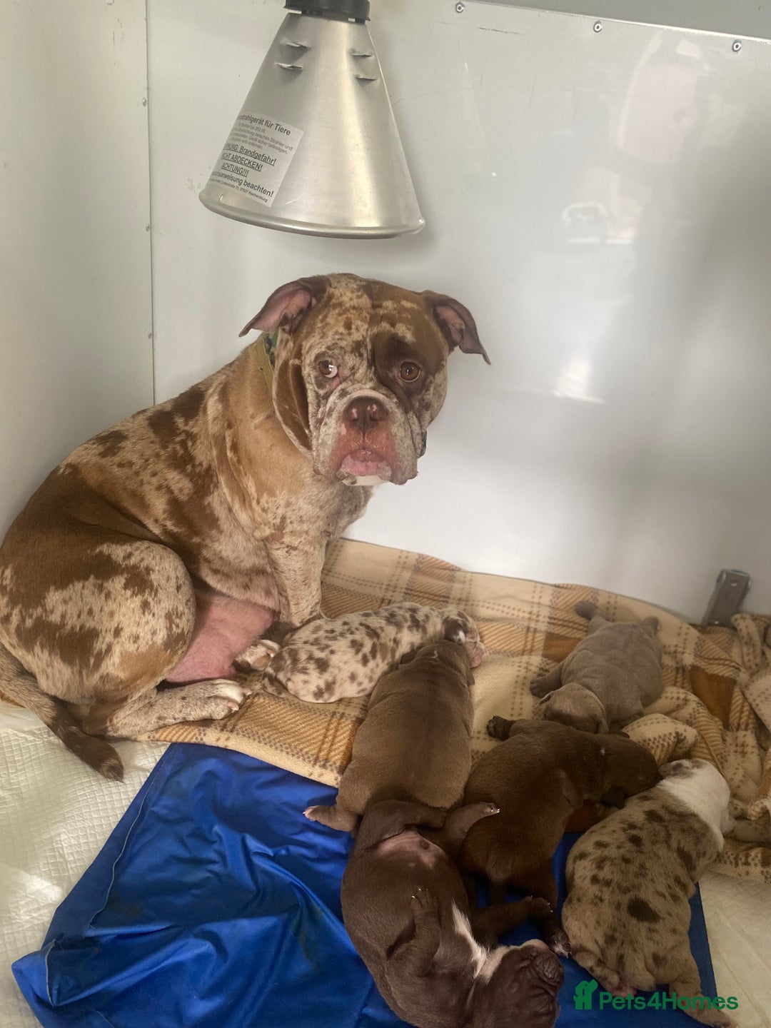 Old Tyme Bulldog dogs for sale: A beautiful girl looking for 🏡  - Image 6