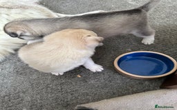 Siberian Husky dogs for sale: Pure breed Husky Puppies born 04/07/2025 - Image 5