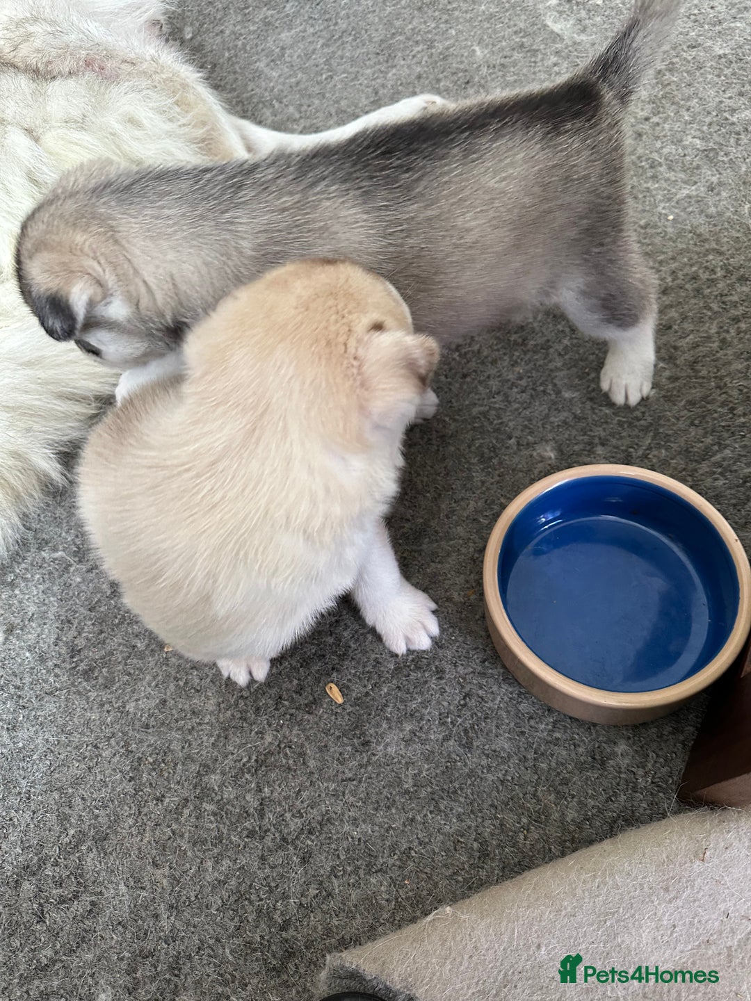 Siberian Husky dogs for sale: Pure breed Husky Puppies born 04/07/2025 - Image 5