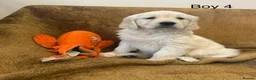 Golden Retriever dogs for sale: KC Registered Golden Retriever Puppies - Advert 11