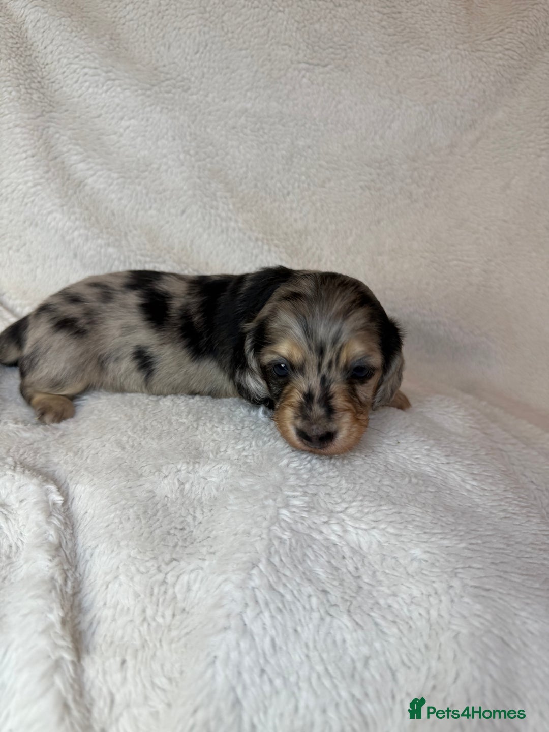 Miniature Dachshund dogs for sale: LONG HAIRED MINI DACSHUND  - Advert 9