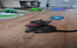 Persian cats for sale: A loveable Persian kitten - Image 20