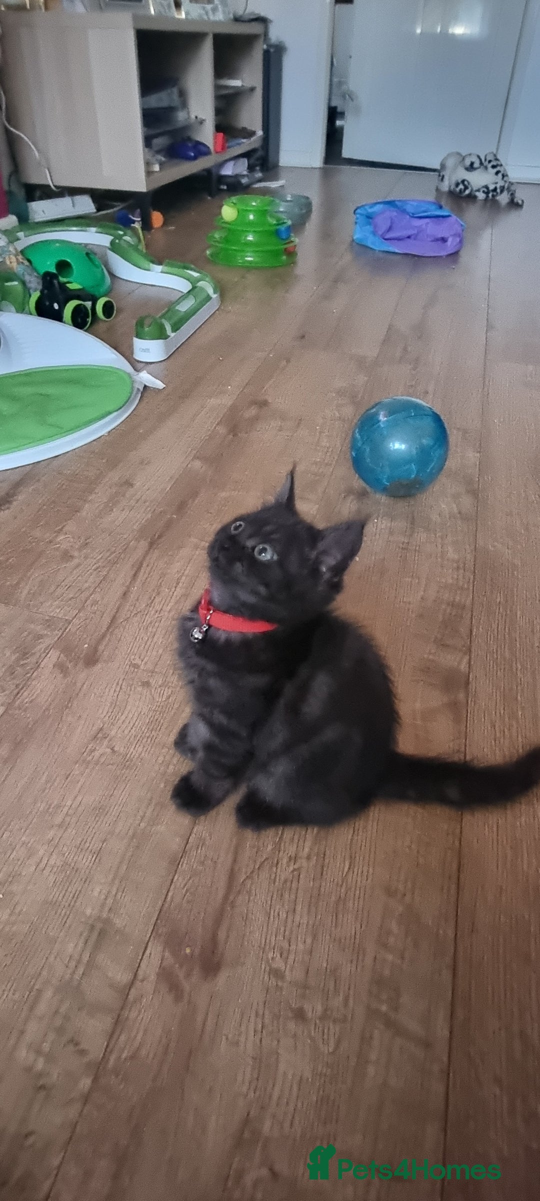 Persian cats for sale: A loveable Persian kitten - Image 20