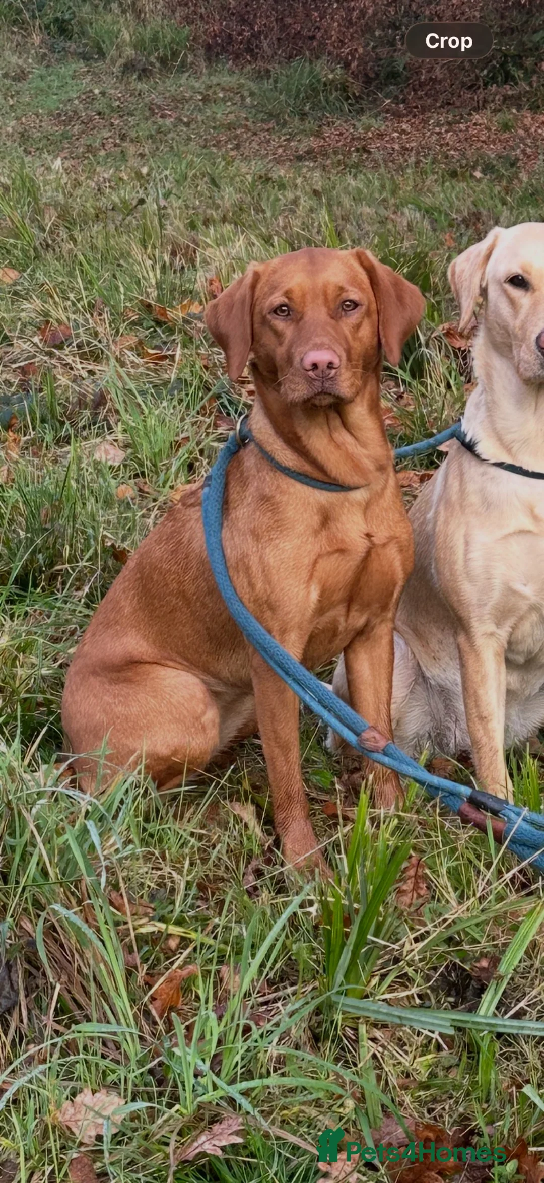 Labrador Retriever dogs for sale: Stunning Labrador Puppies  in Warminster - Advert 11