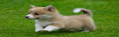 Joyful Josephine