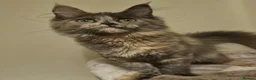 Maine Coon cats for sale: Maine coon girl re availiable in Truro - Advert 3