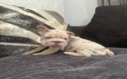 French Bulldog dogs for sale: High Quality French Bulldog Puppies  - Image 24