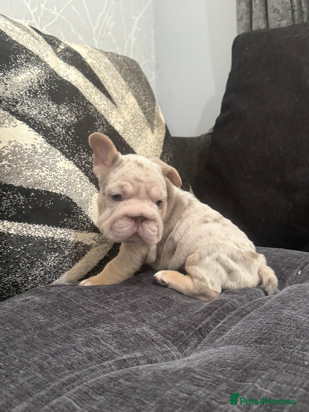 French Bulldog dogs for sale: High Quality French Bulldog Puppies  - Image 24