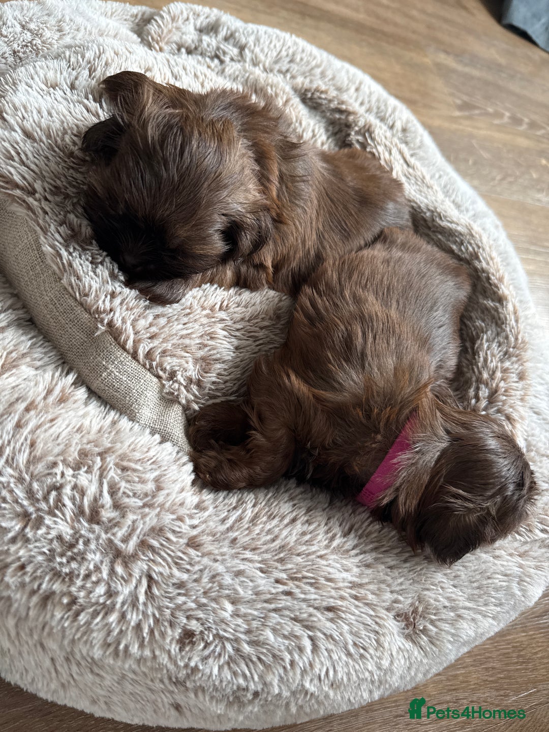 Shih Tzu dogs for sale: KC reg, 2 left! Potential blondes in Tamworth - Image 14