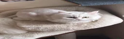 Perdoll cats for sale: Kittens to reserve - Advert 11