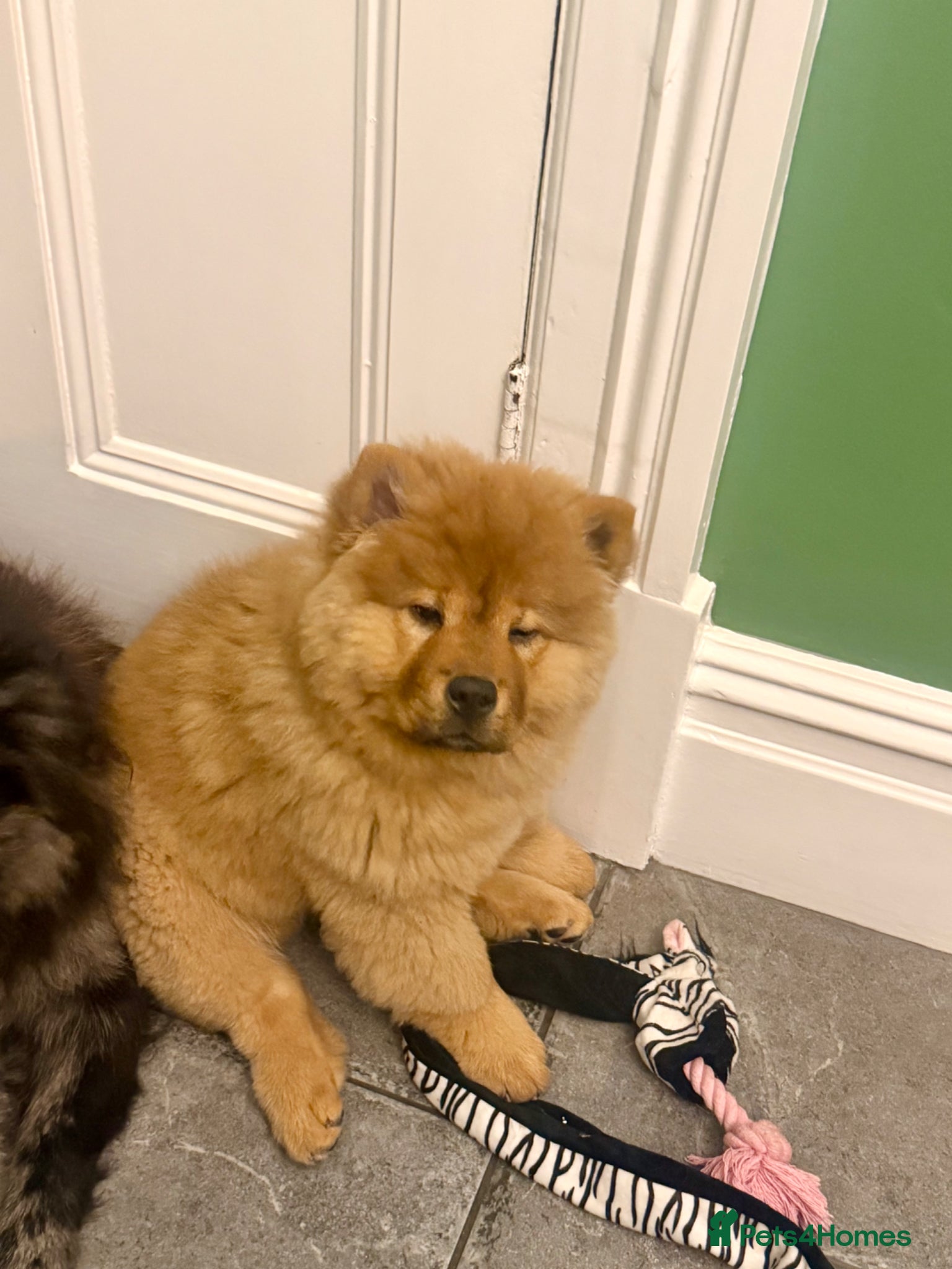 Chow Chow dogs 🐻‍❄️ Beautiful Red Chow Chow Puppies  - Advert 1