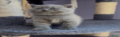 British Shorthair Kitten 4