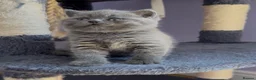 British Shorthair cats for sale: Stunning, super friendly, well bred, healthy, BSH - Advert 13