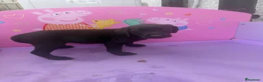 Labrador Retriever 12