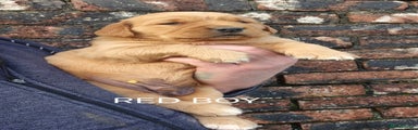 Golden Retriever Red boy
